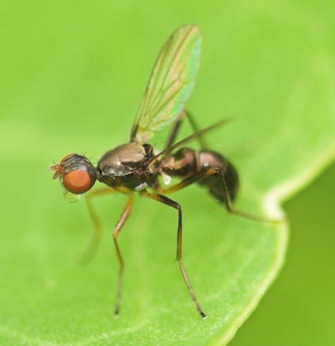 Nemopoda nitidula