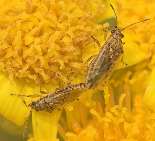 Nysius sp.