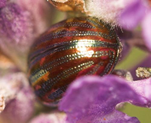 Chrysolina americana