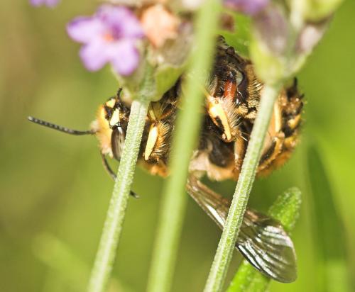 Réf. 10 996 : Anthidium manicatum