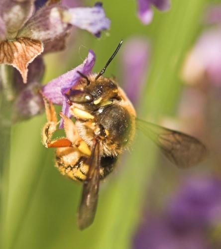 Anthidium manicatum