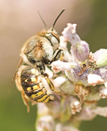 Anthidium manicatum