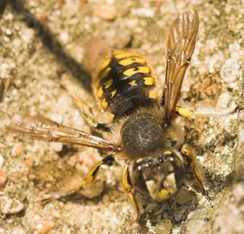 Anthidium manicatum