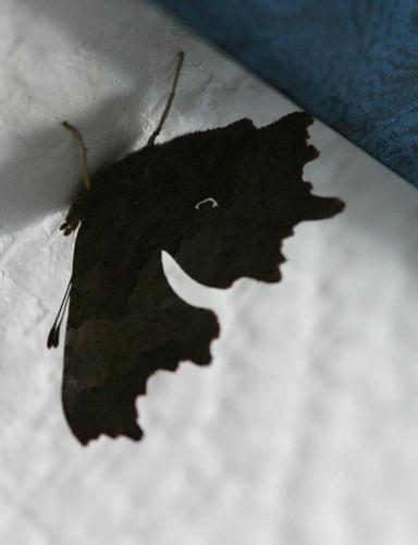 Polygonia c-album