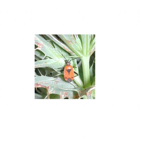 Brachycoleus triangularis