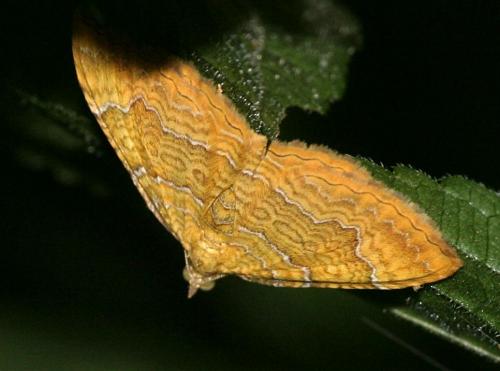 Réf. 10 933 : Camptogramma bilineata