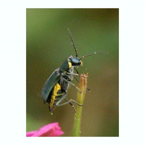 Clanoptilus elegans