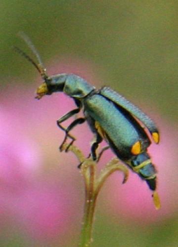 Réf. 10 495 : Clanoptilus elegans