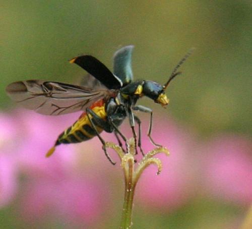 Réf. 10 488 : Clanoptilus elegans