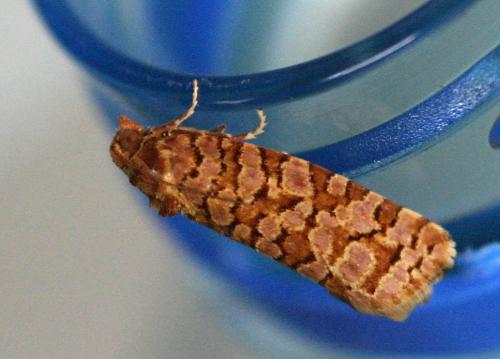 Lozotaeniodes formosana