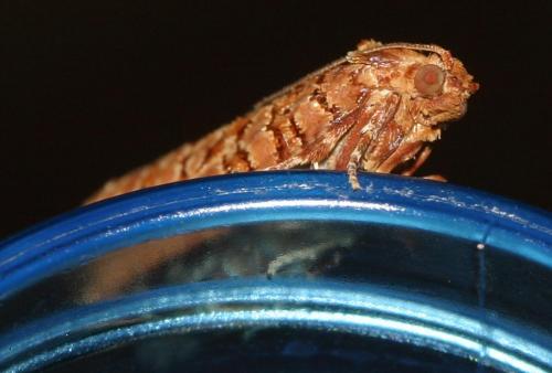 Lozotaeniodes formosana