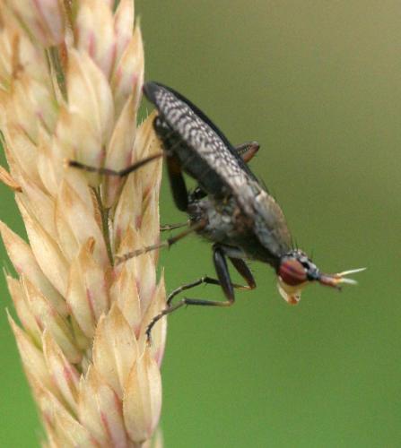 Coremacera marginata