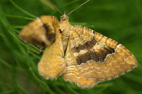 Camptogramma bilineata