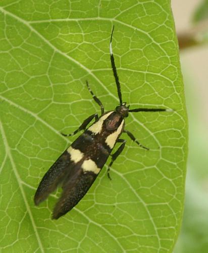 Dasycera oliviella