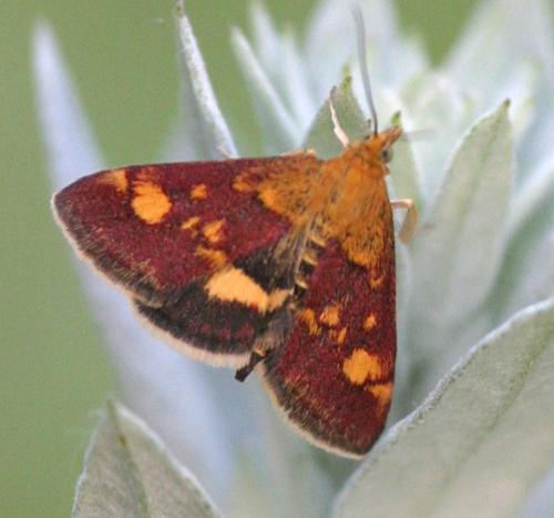 Réf. 10 931 : Pyrausta aurata