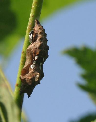 Réf. 10 924 : Polygonia c-album