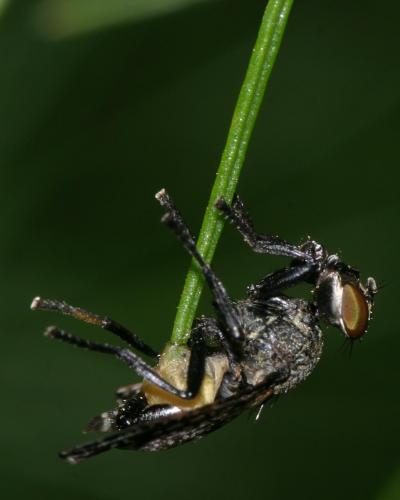 Platystoma sp.