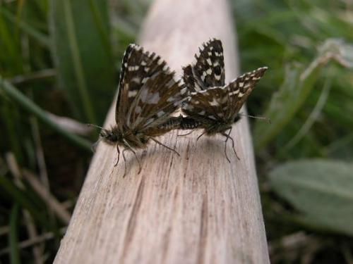 Pyrgus malvae