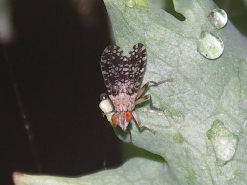 Trypetoptera punctulata