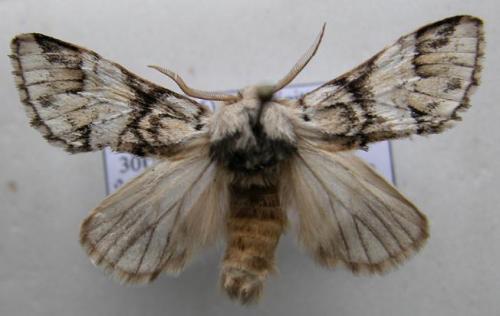 Drymonia dodonaea