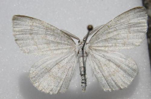 Réf. 10 395 : Cabera sp.