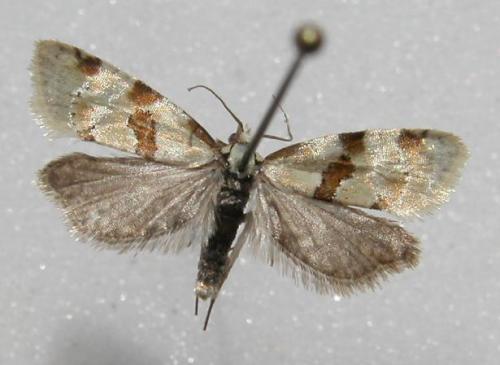 Réf. 10 021 : Aethes sp.