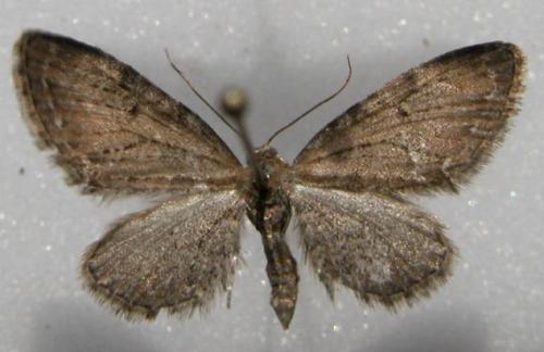 Eupithecia sp.