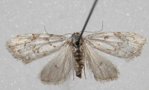 Nola confusalis