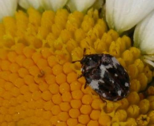 Anthrenus sp.