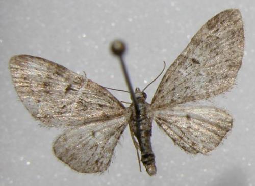 Eupithecia sp.
