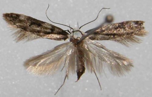 Réf. 10 016 : Endrosis sarcitrella