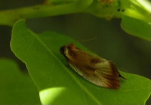 Eulia ministrana