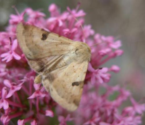 Réf. 10 756 : Heliothis peltigera