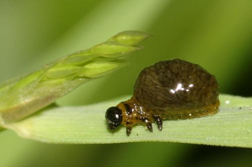 Réf. 10 642 : Oulema sp.