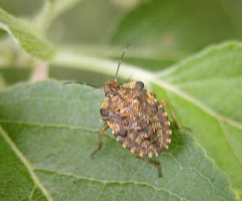 Pentatoma rufipes