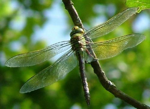Réf. 10 220 : Anax imperator