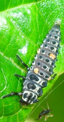 Réf. 10 388 : Adalia bipunctata bipunctata