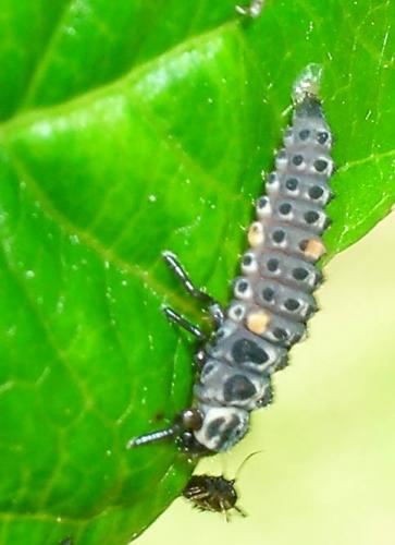 Adalia bipunctata bipunctata