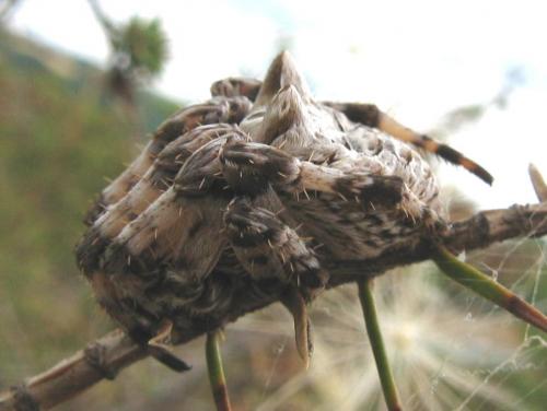Araneus grossus