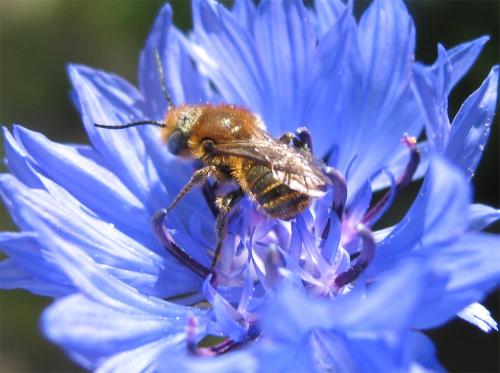 Osmia sp.