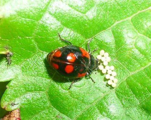 Réf. 10 387 : Adalia bipunctata bipunctata