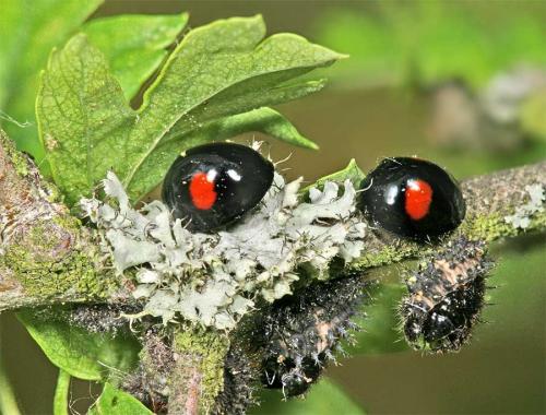 Chilocorus renipustulatus