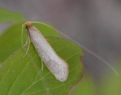 Réf. 10 329 : Nematopogon sp.