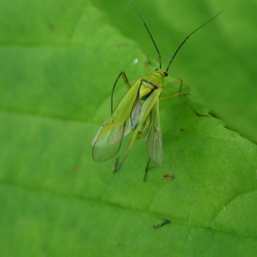 Réf. 10 284 : Calocoris alpestris