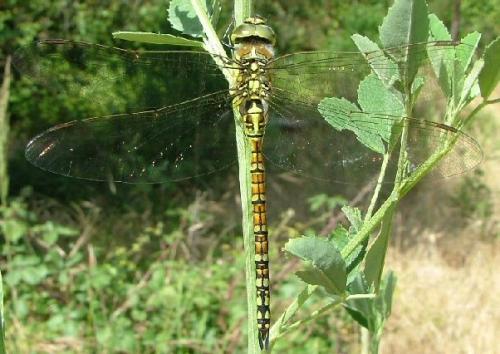 Aeshna affinis