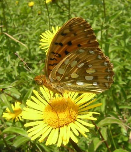 Argynnis aglaja
