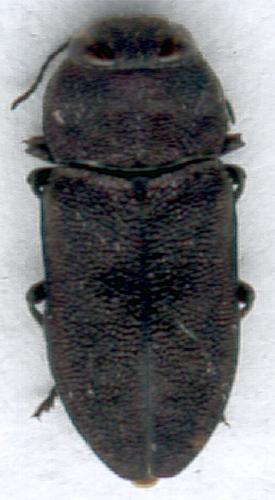 Anthaxia sepulchralis