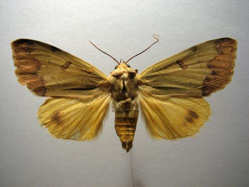 Réf. 10 807 : Ophiusa tirhaca