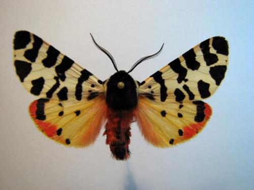 Atlantarctia tigrina