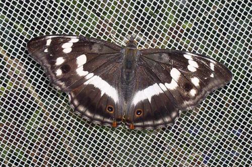 Apatura iris